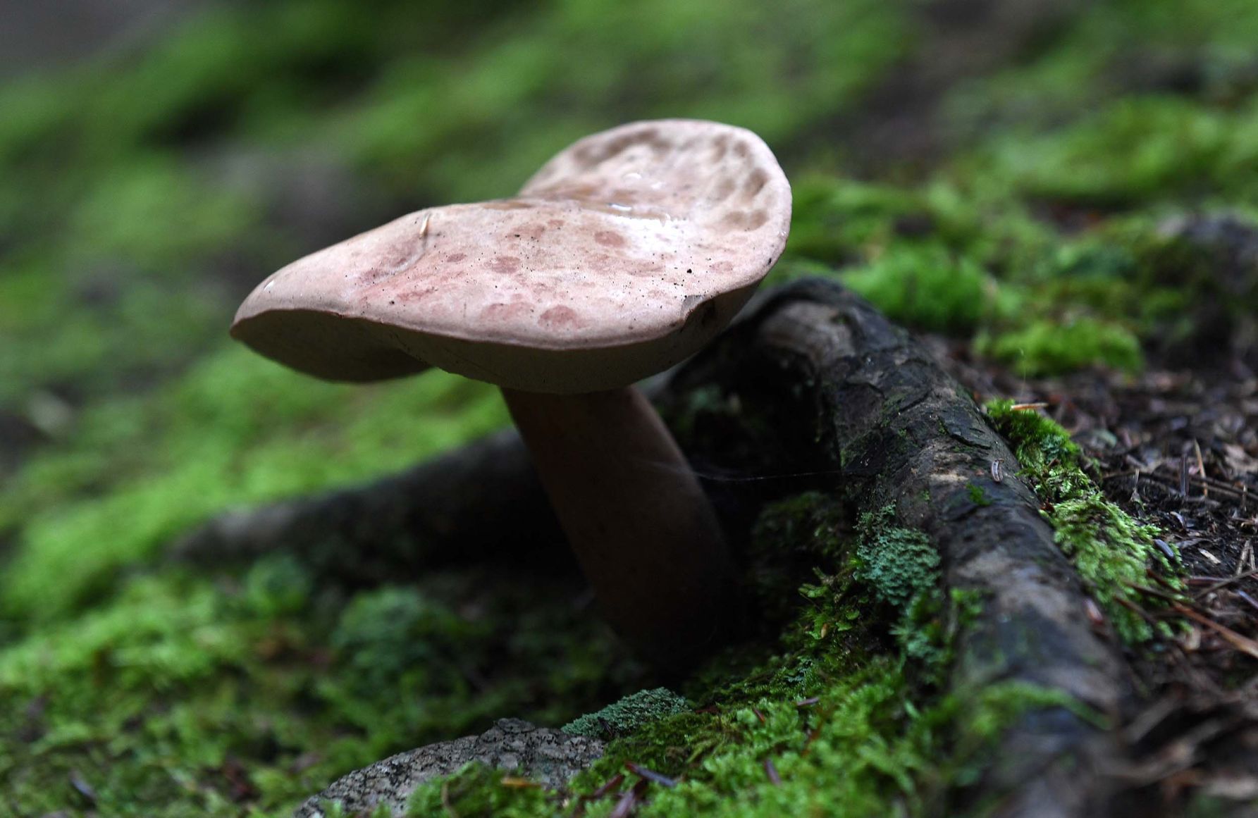 Pennsylvania Mushrooms.4.jpg